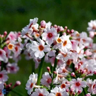 Japanese Primula