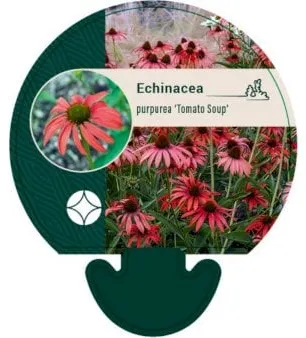 Purple coneflower