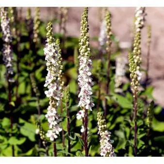 Dark Mullein