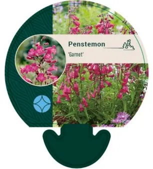 Beardtongue