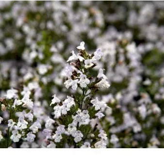 Mountain mint