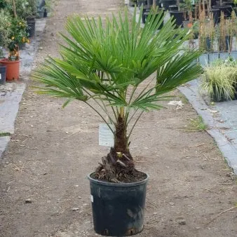 Chusan Palm